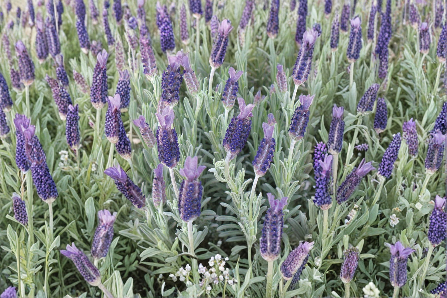 White Spanish Lavender ‘Anouk’ – Fragrant Rabbit Ears Lavender in 1 Gallon Pot
