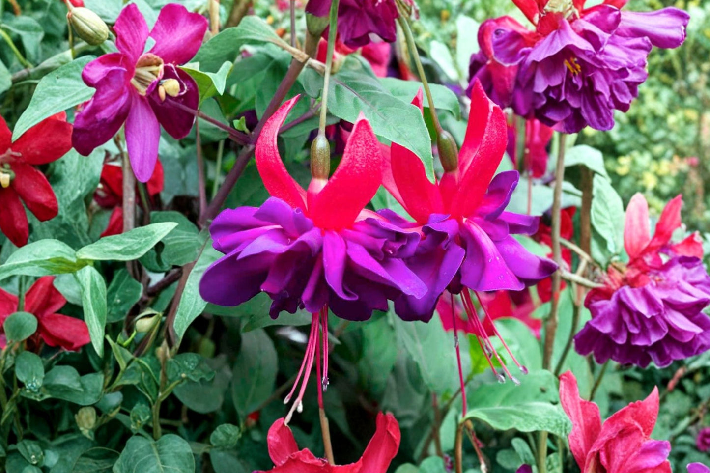 Fuchsia ‘Double Otto’ Hardy Perennial Shrub with Double Purple Red Flowers – 1 Gallon Live Plant