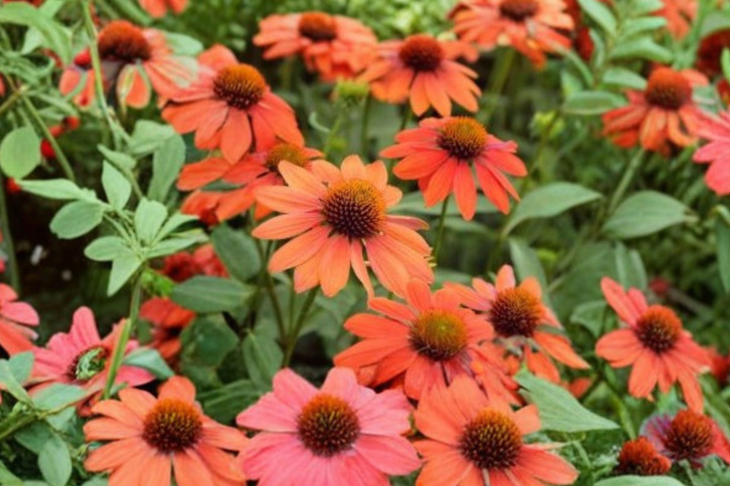 Echinacea PRIMA Saffron – Compact Yellow Coneflower Perennial in 4.5” Pot