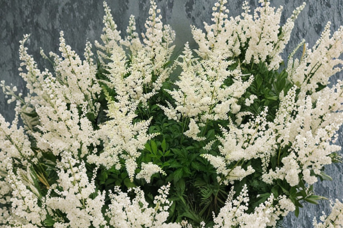Astilbe ‘Snowdrift’ White Shade Perennial – Deer Resistant False Goat’s Beard Plant