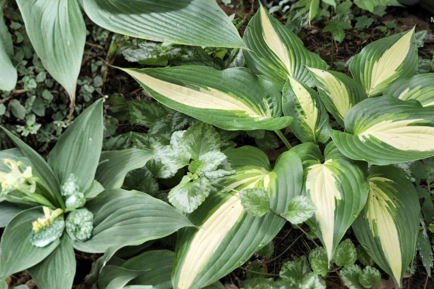 Hosta ‘Ann Kulpa’ Variegated Shade Perennial with Large Textured Leaves – Bareroot Plant