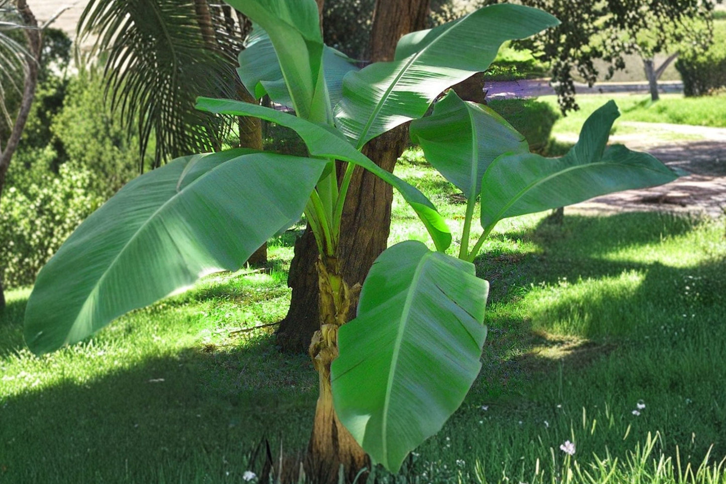 Musa Basjoo Banana Tree – Cold Hardy Tropical Plant for Zones 5-10 – Fast Growing Outdoor Banana