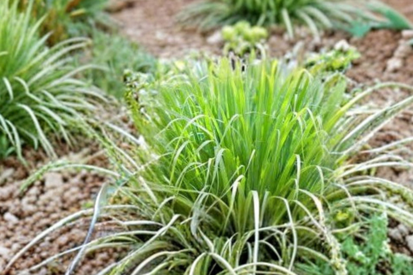 Lemongrass Plant Cymbopogon citratus – Live Culinary Herb in 3.5” Pot – Mosquito Repellent & Tea Herb