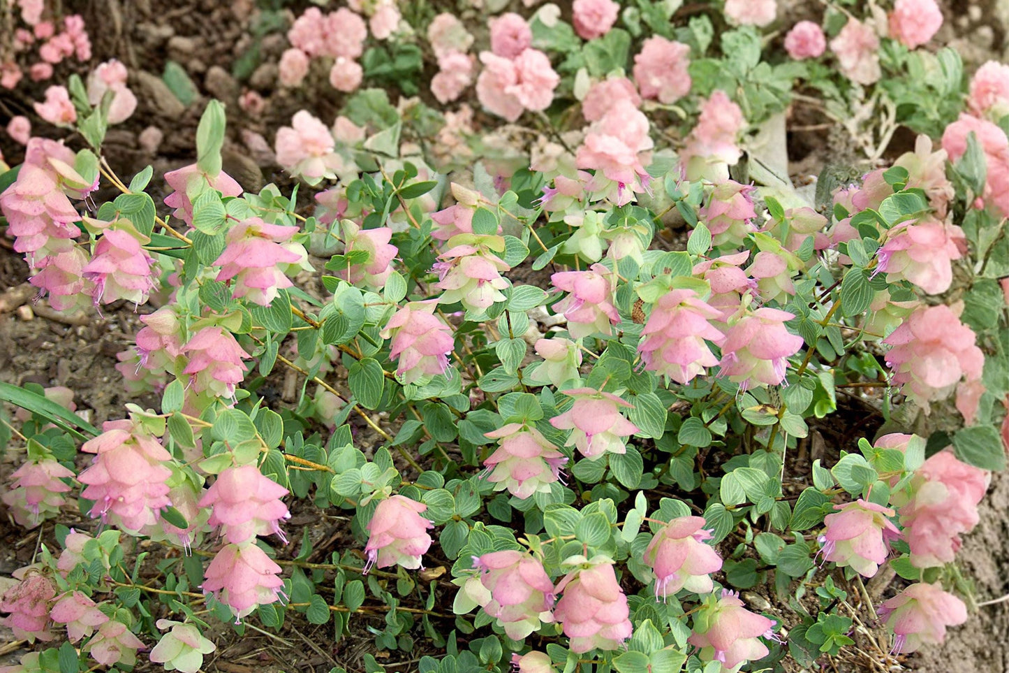Origanum Kirigami Cascading Ornamental Oregano - Drought Tolerant, Pollinator Friendly Perennial
