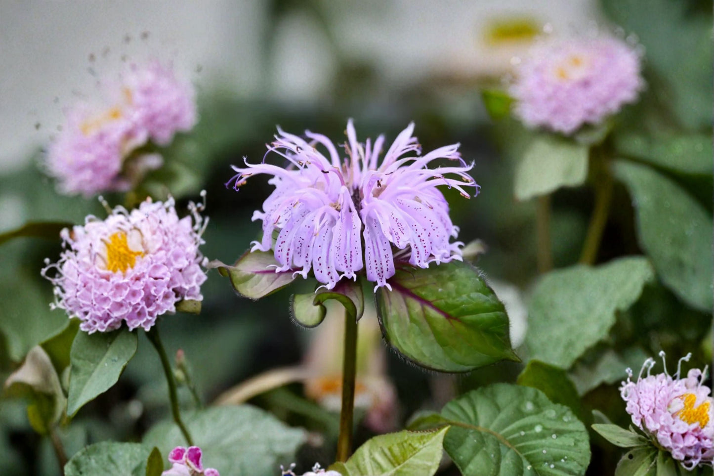 Monarda ‘Midnight Oil’ – Early Blooming Native Bee Balm with Burgundy Foliage and Pink Flowers – 1 Gallon