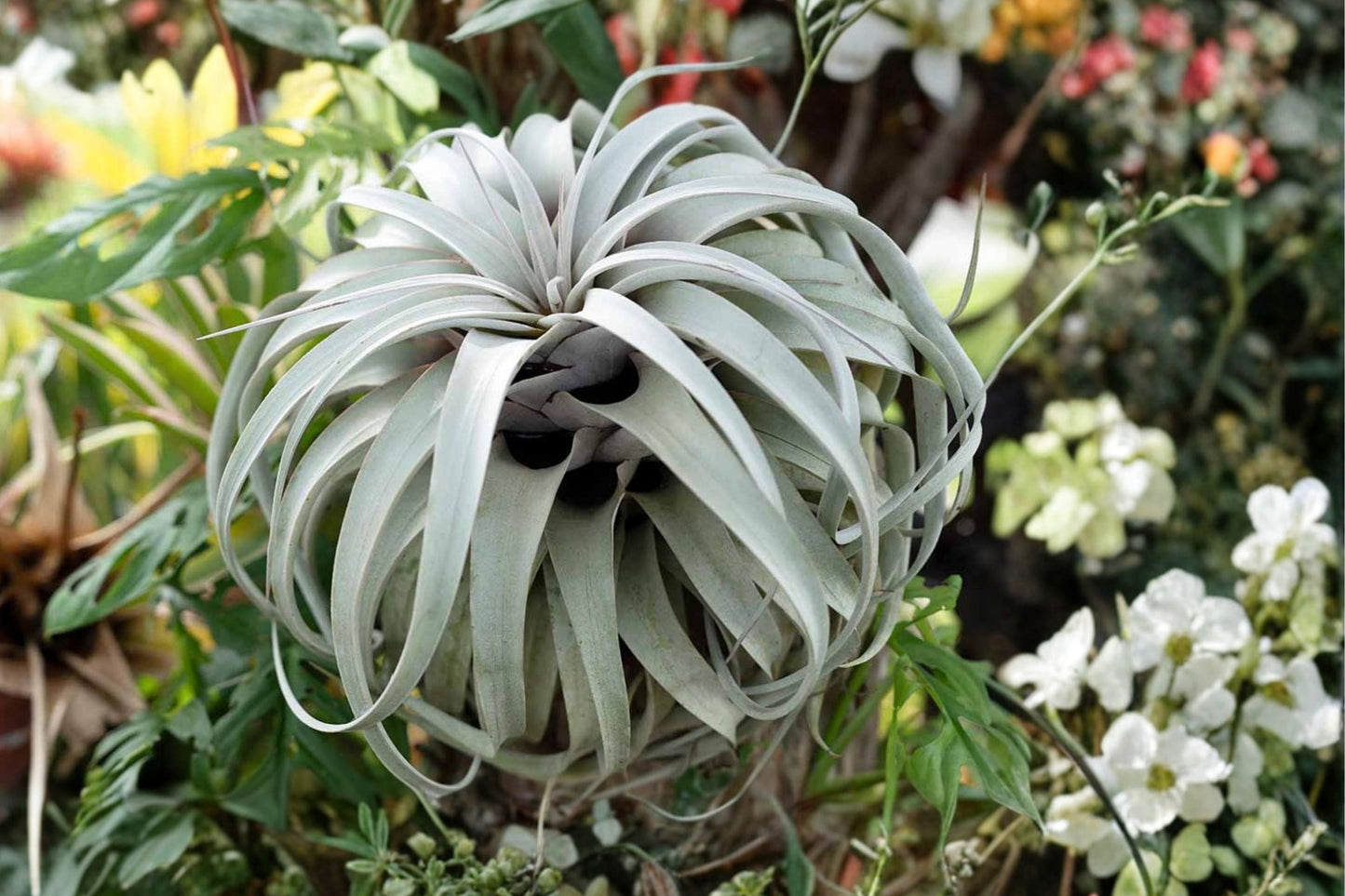 Giant Tillandsia Air Plants Pack of 2 – Large, Easy Care Indoor Air Plants, No Soil Needed