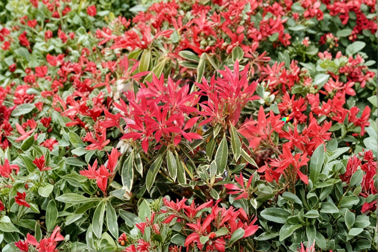 Pieris japonica ‘Flaming Silver’ Variegated Evergreen Shrub with Red New Growth and Fragrant White Blooms