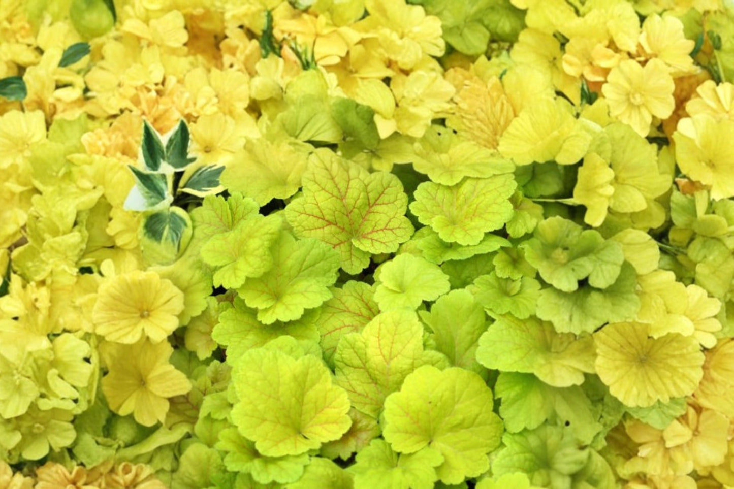 Heuchera ‘Electric Lime’ Plug - Coral Bells Lime Green Perennial for Shade Gardens