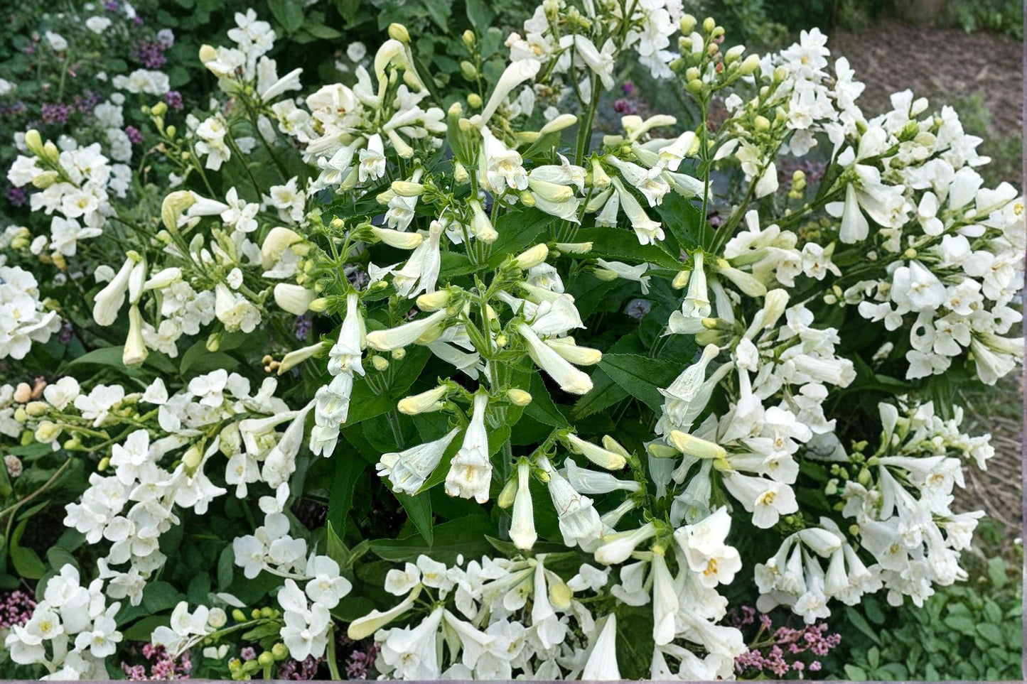 Penstemon ‘NOVA Pearl’ Plug – White Beardtongue Perennial, Drought Tolerant, Pollinator Friendly