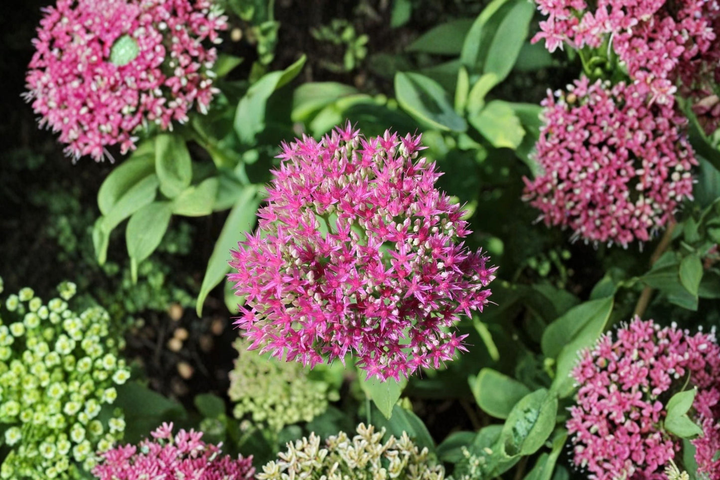 Sedum ‘Cherry Fizz’ Plug - Upright Stonecrop with Pink Fall Blooms, Drought Tolerant Perennial Succulent