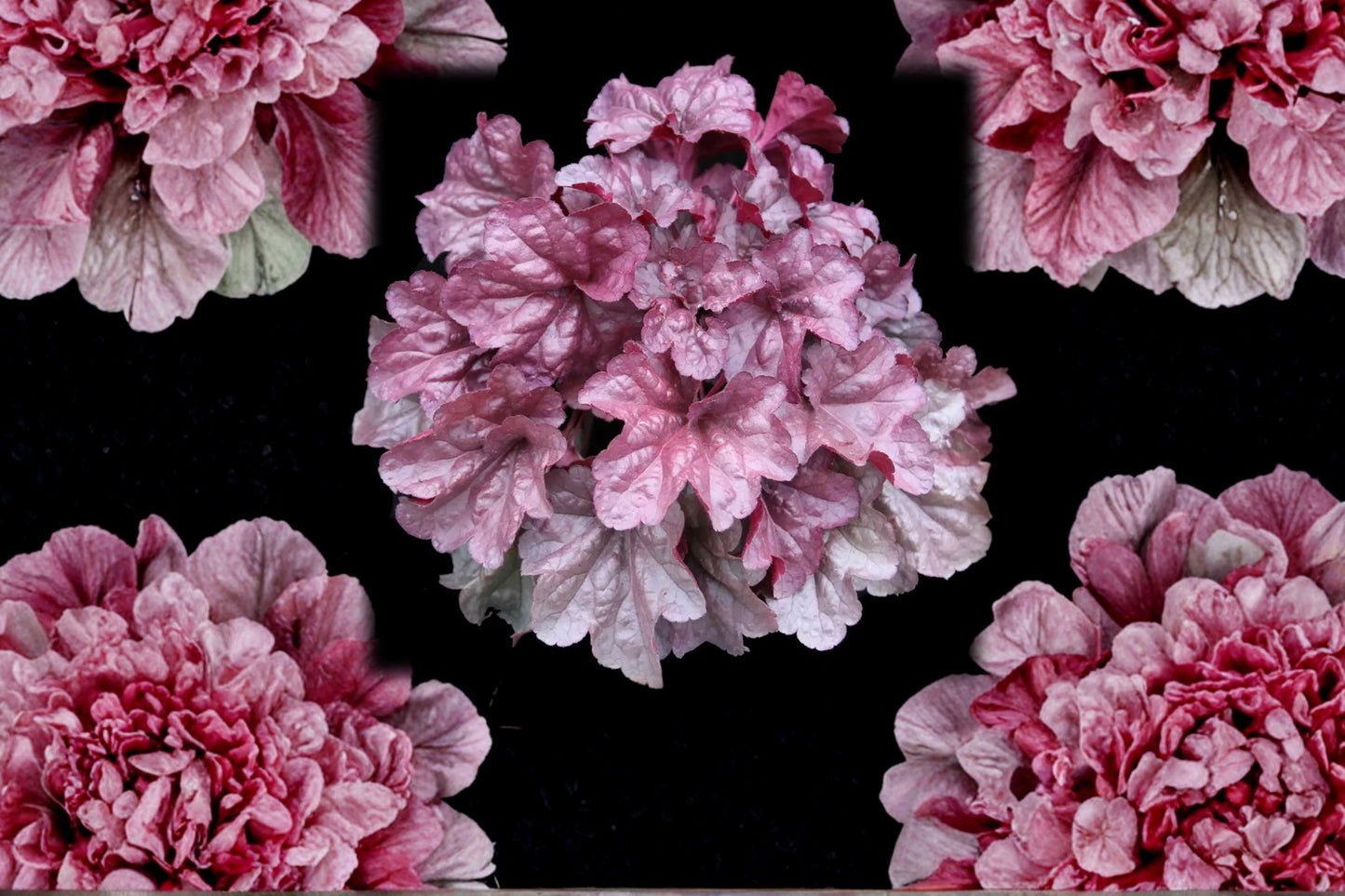 Heuchera ‘Iridescent’ Plug - Coral Bells with Color Changing Pink Silver Foliage, Shade Perennial Starter Plant