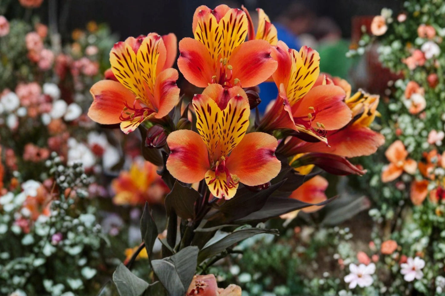 Alstroemeria ‘Indian Summer’ Peruvian Lily Live Plant – Orange Yellow Blooms & Bronze Foliage in 4.5” Pot