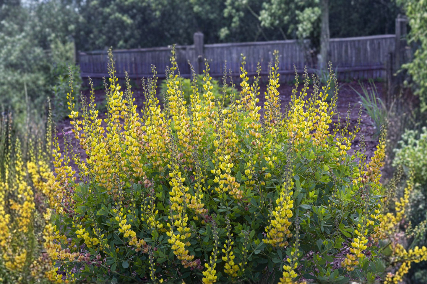 Baptisia ‘Solar Flare’ False Indigo Plant – Color-Changing Yellow Orange Purple Blooms, Drought Tolerant Perennial, 1 Gallon
