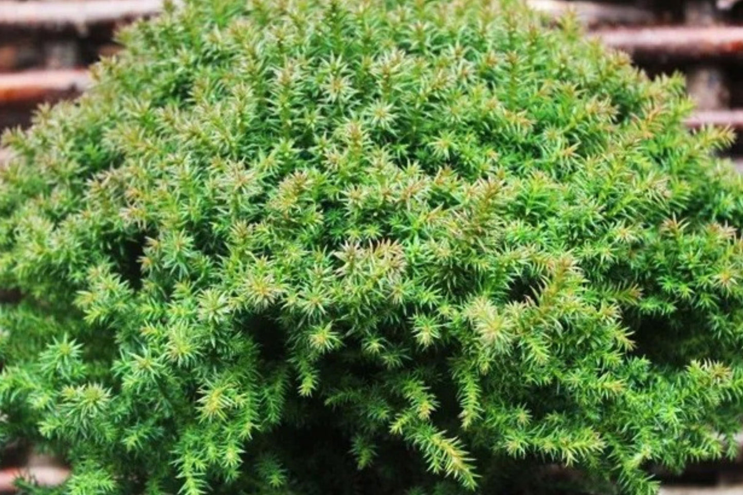 Dwarf Japanese Cedar ‘Vilmoriniana’ – Compact Evergreen Shrub with Winter Color – 4” Pot Live Plant