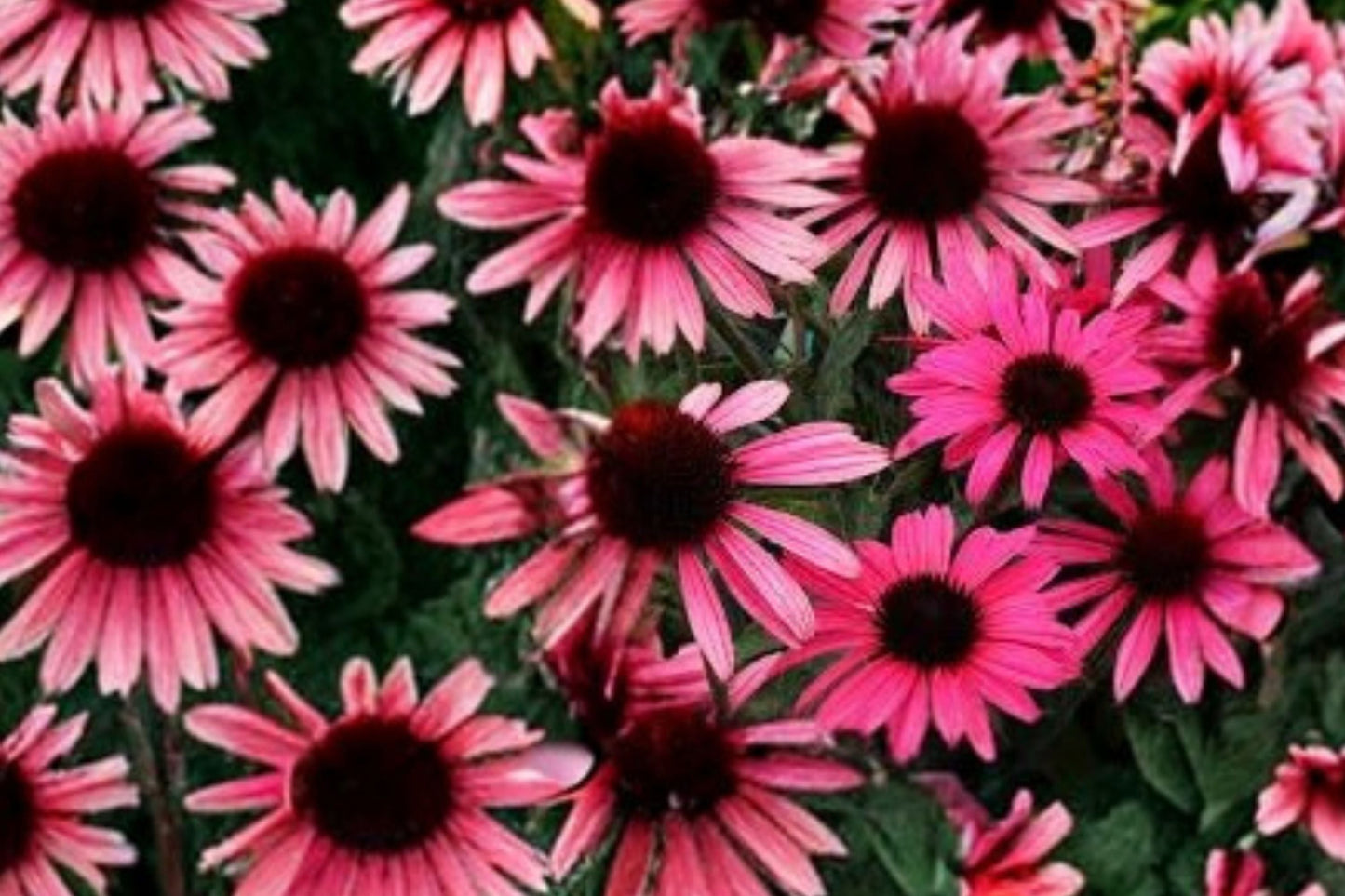Echinacea ‘Mystic’ DARK SHADOWS™ Pink Coneflower Plant | Pollinator Perennial, Drought Tolerant Plug