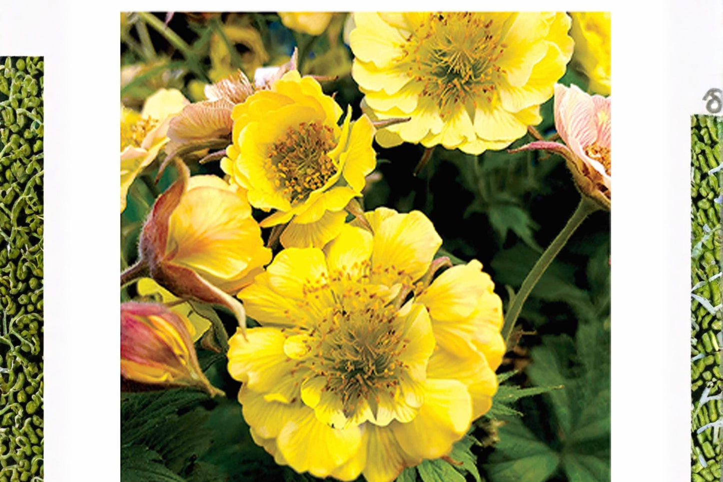 Geum ‘Tempo Yellow’ - Long Blooming Double Yellow Avens Perennial for Pollinator Gardens