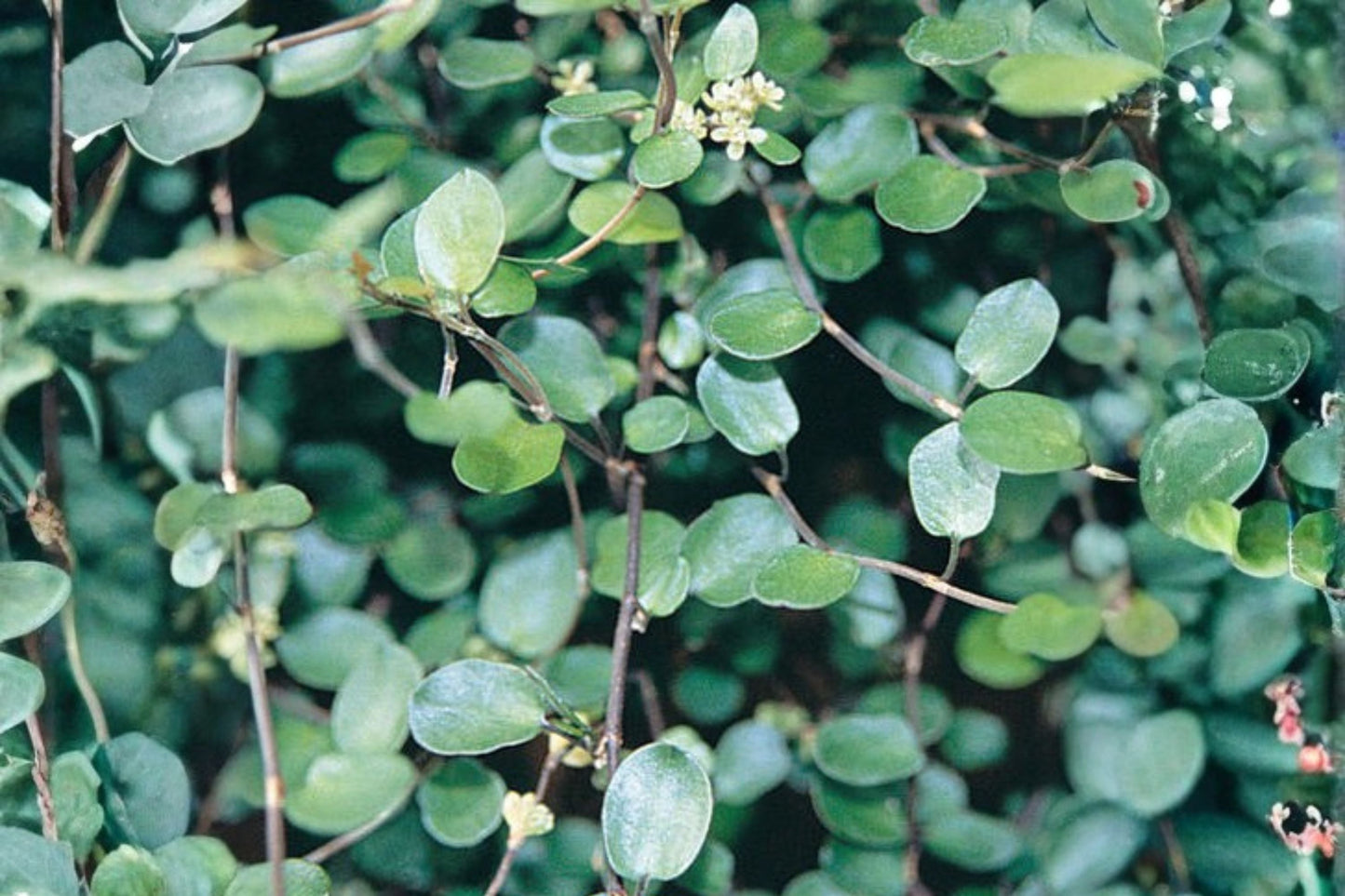 Muehlenbeckia axillaris Wire Vine Plant | Trailing Groundcover for Rock Gardens & Containers