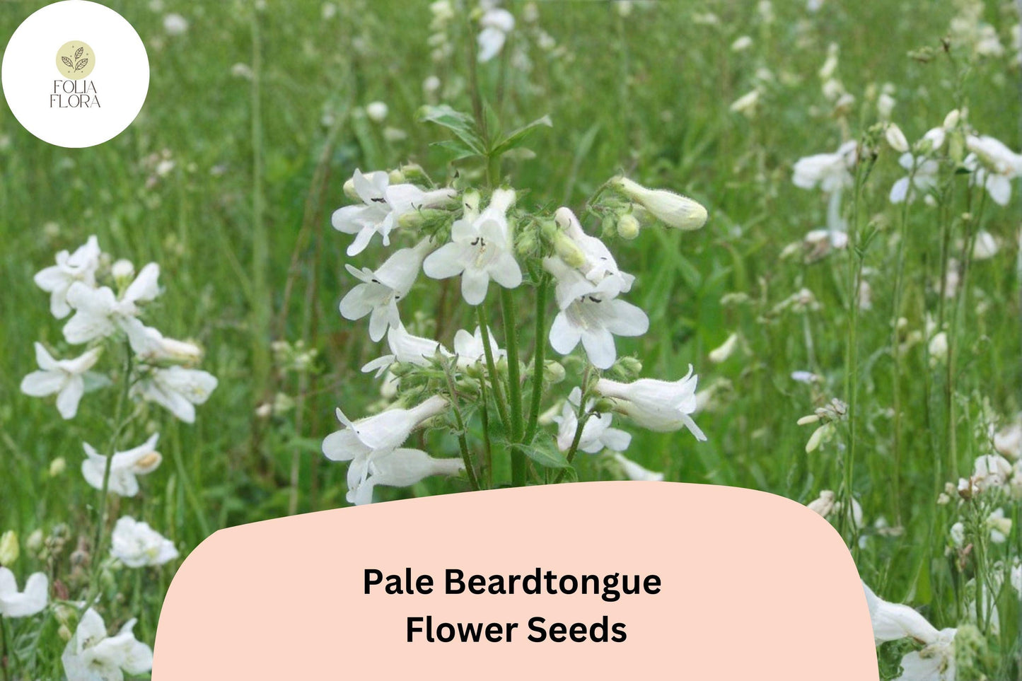 Pale Beardtongue Seeds – 100 Penstemon pallidus | Native White Perennial Wildflower for Prairie & Pollinator Gardens