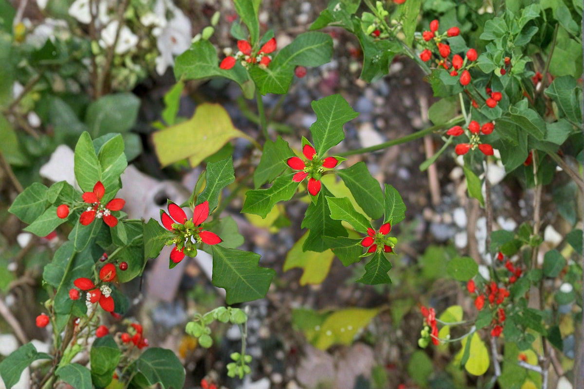 Euphorbia Cyathophora Seeds - 10 Fire on the Mountain Wildflower Seeds | Red-Tipped Foliage | Pollinator-Friendly Annual