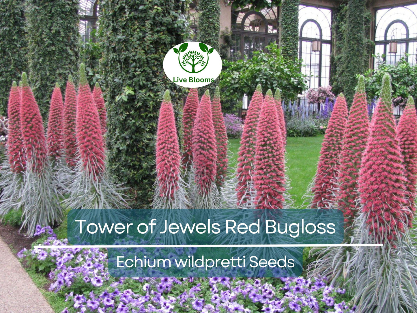 50 Tower of Jewels Red Bugloss Seeds (Echium wildpretti) - Vibrant, Hardy Perennial Attracting Pollinators