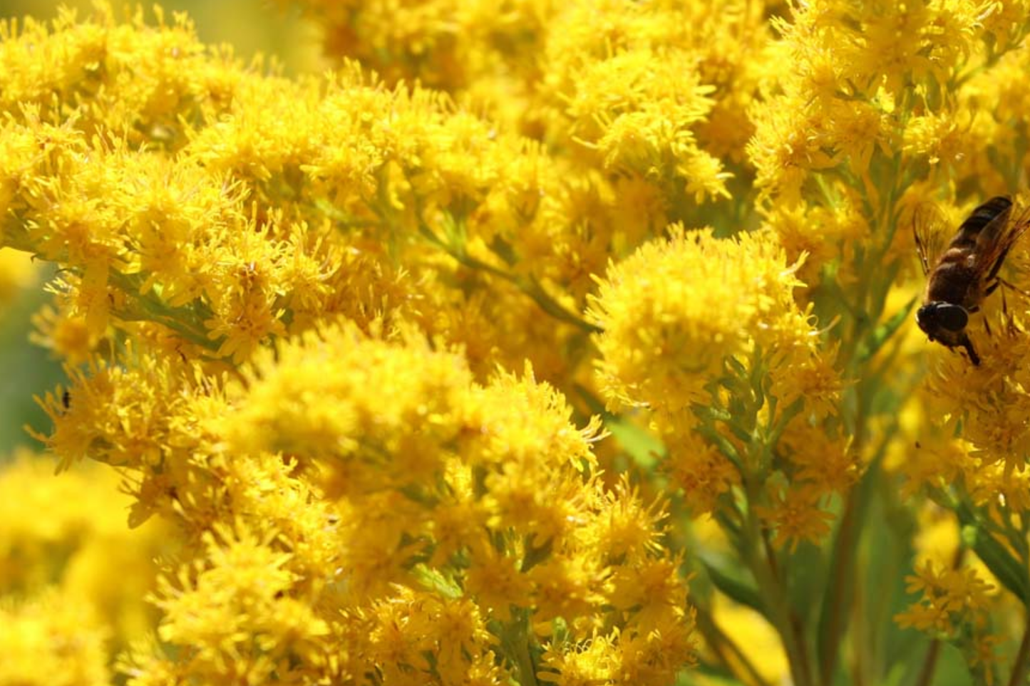 Old Field Goldenrod Seeds 500mg | Native Wildflower, Pollinator-Friendly, Yellow Blooms, Solidago nemoralis, Drought-Tolerant Flower Seeds