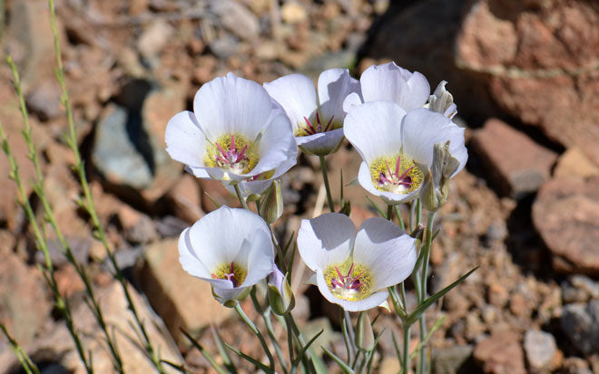 Calochortus Gunnisonii Seeds β Native Wildflower Bulb with White & Purple Blooms, Attracts Pollinators, 30 Seeds