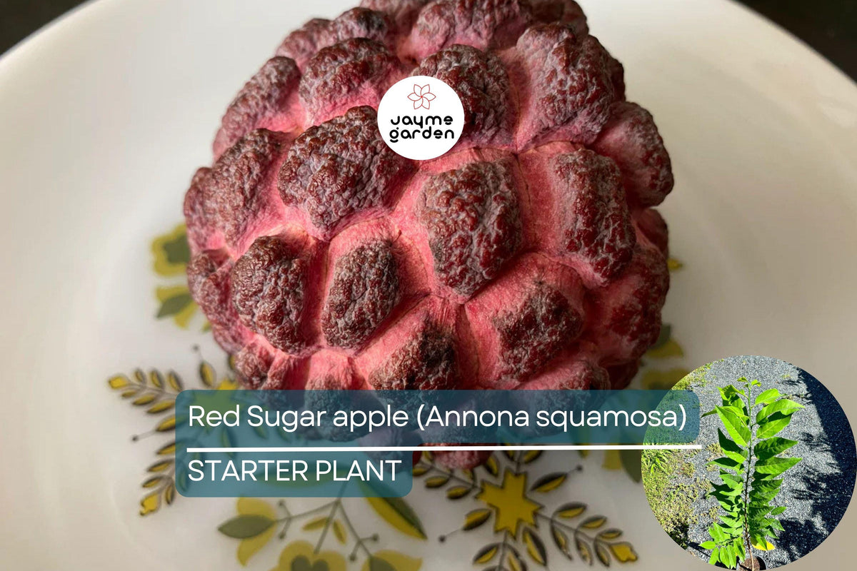 Red Sugar Apple Tree 3-4 ft | Annona squamosa | Sweet Tropical Fruit | Flowering Soon | Easy Care for USDA Zones 9-11