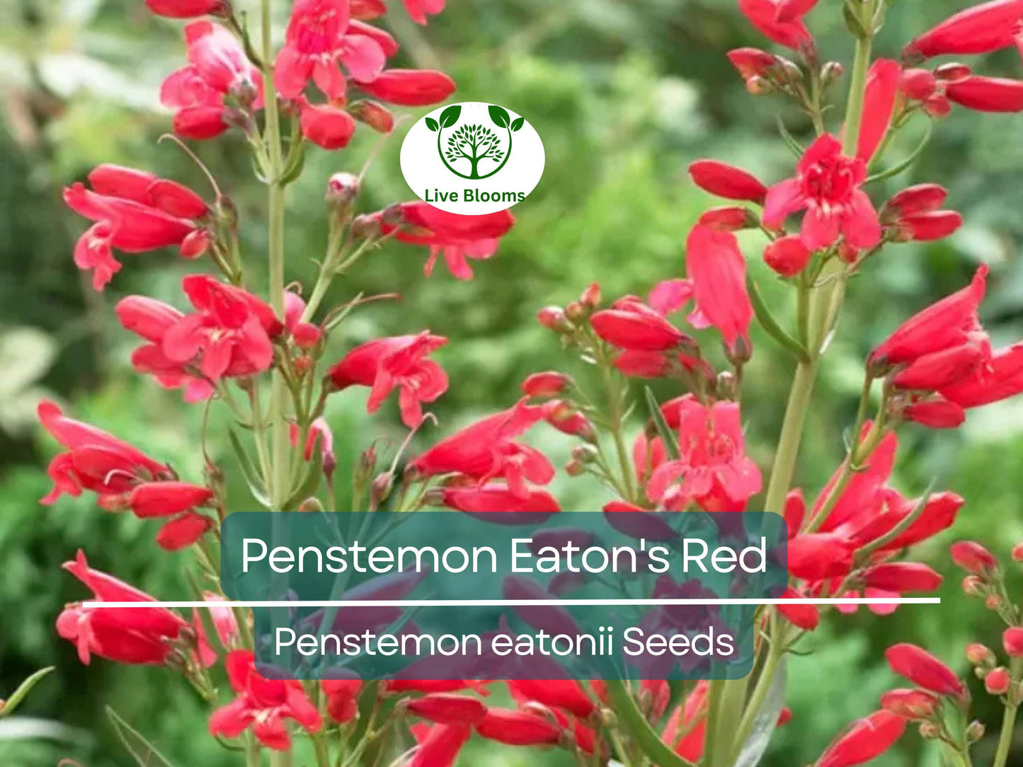 200 Seeds Penstemon Eaton's Red - Non-GMO Perennial Hummingbird Beardtongue with Vibrant Red Flowers