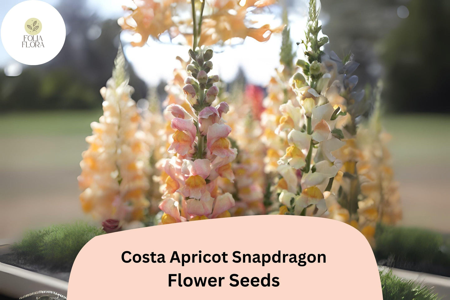 Costa Apricot Snapdragon Seeds - 1000+ Peachy-Orange Blooms for Garden & Cut Flowers