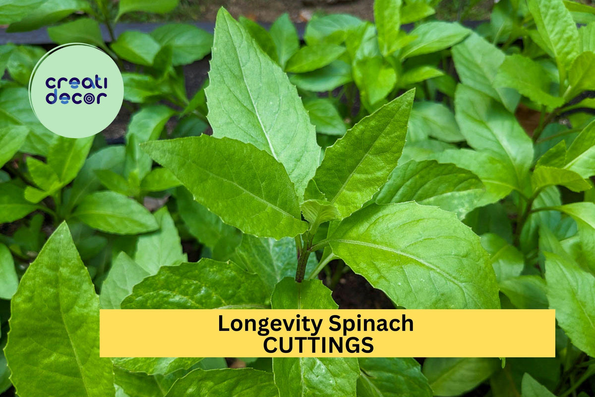 8 Longevity Spinach Cuttings – Gynura procumbens – Fresh 6" Edible Stems for Garden or Pots – Perennial Green USA