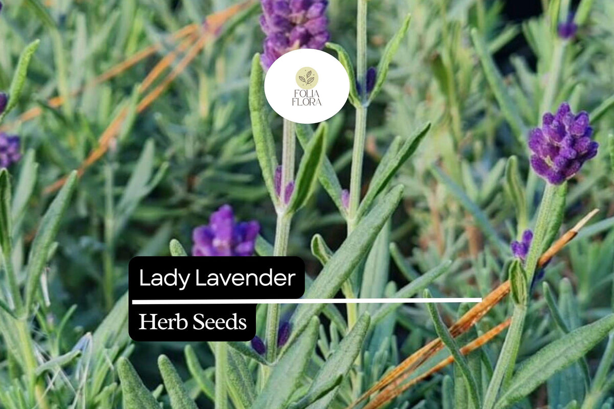 Lady Lavender Seeds - 25 Pack, Fragrant Perennial Herb, Lavandula angustifolia, Violet Purple Blooms, Aromatherapy & Gardening