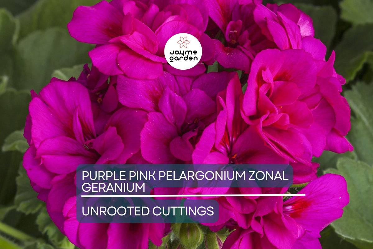 Purple Pink Zonal Geranium Cuttings – 8 Fresh 6" Pelargonium Zonale, Hardy Fast-Growing Starter Plants with Vibrant Blooms