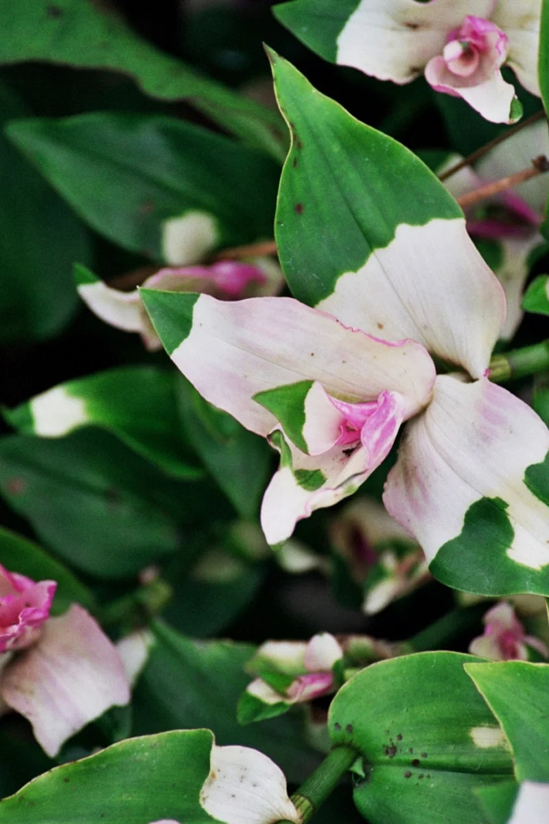 Tradescantia Blushing Bride Cuttings – Pink & White Variegated Unrooted Stems for Indoor & Outdoor Container Vine
