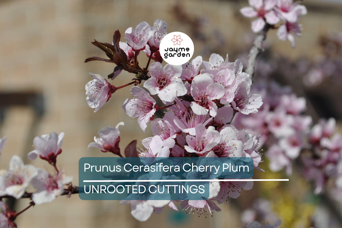 Cherry Plum Cuttings, 3 Unrooted 6" Plants, Dark Purple Foliage & Pink Flowers, Edible Fruit, Prunus Cerasifera, USDA Zones 5-8