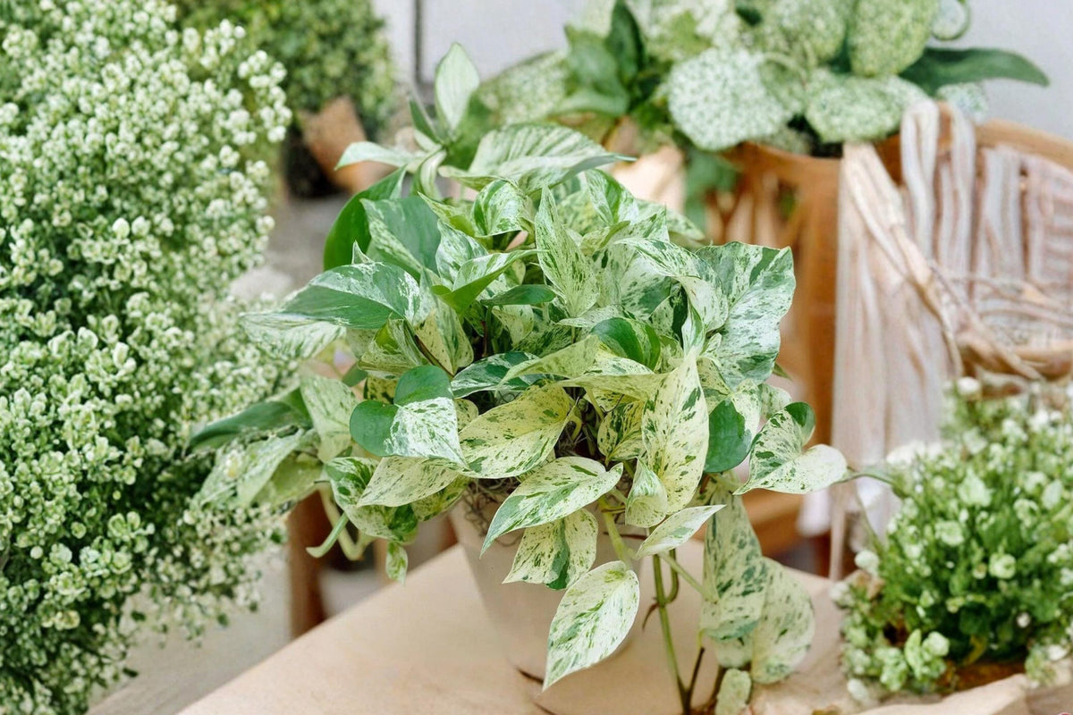 Pothos Ivy Cuttings Combo 6 Pack - 2 Marble Queen, 2 Brazil, 2 N'Joy - Epipremnum aureum - Variegated Indoor Plants