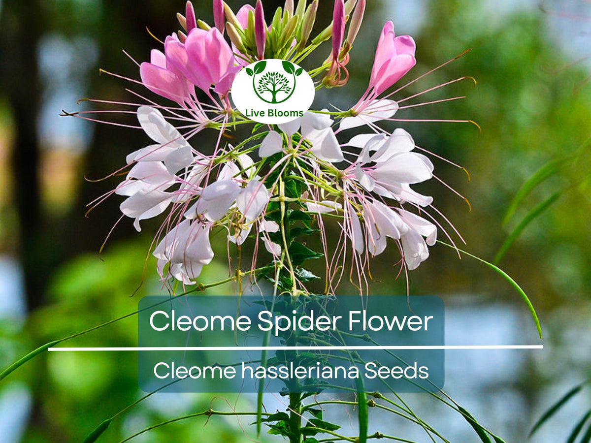 300 Cleome Spider Flower Seeds - White, Pink, Purple Wildflower | Cleome hassleriana | Bee-Friendly, Fast-Growing Garden Plant