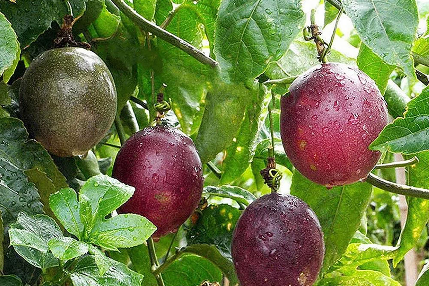 50pcs Passion Fruit Seeds - Tropical Vine for Edible Garden - Passiflora edulis Non-GMO Seeds for Indoor & Outdoor Growing