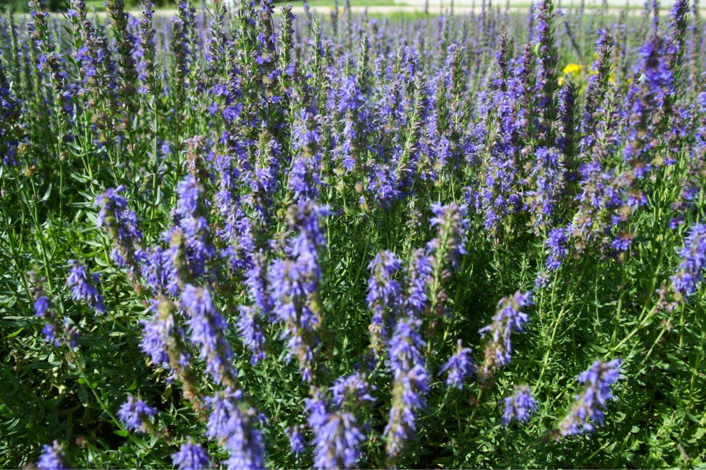 Hyssop Seeds - 500+ Non-GMO Heirloom Hyssopus officinalis for Herb Gardens