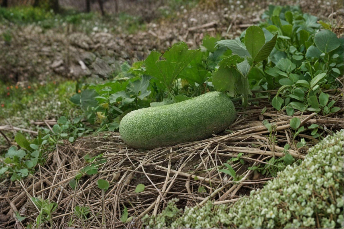 Wax Gourd Seeds - 10 Count - Winter Melon, Asian Storage Vegetable - Benincasa hispida - Long-Keeping Winter Squash