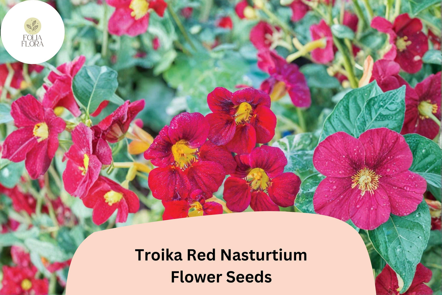 50+ Troika Red Nasturtium Seeds | Bright Red Trailing Annual Flowers | Tropaeolum majus for Garden Borders & Containers