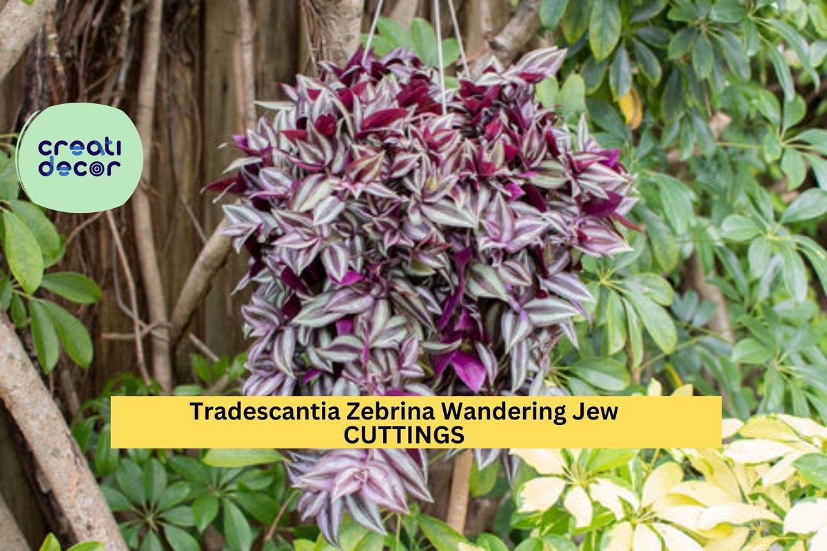 5 Tradescantia Zebrina Cuttings | Variegated Wandering Jew Indoor Vine | Easy Care Houseplant