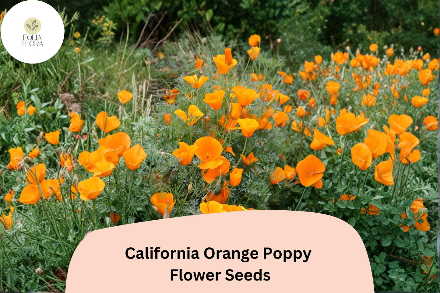 200+ California Orange Poppy Seeds - Vibrant Orange Wildflowers for Garden Planting