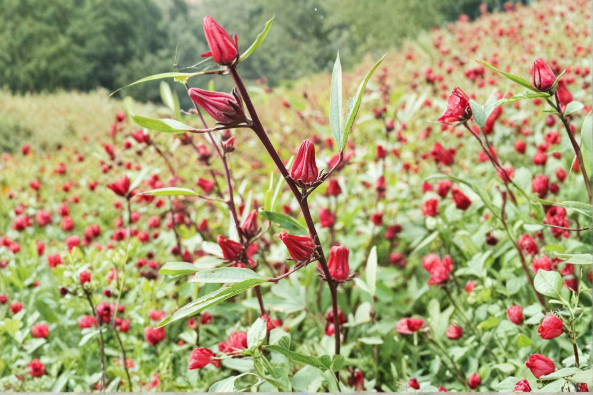 Roselle Seeds | 10 Seeds | Asian Sour Leaf | Hibiscus sabdariffa | Edible Tropical Herb for Garden or Container