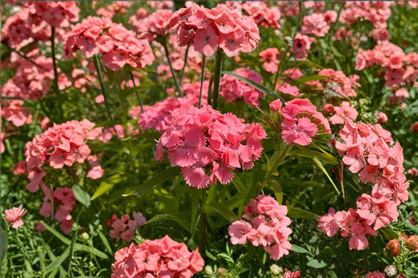 100 Sweet William Seeds Dianthus barbatus Cottage Garden Flower Biennial Cut Flower Pollinator Friendly