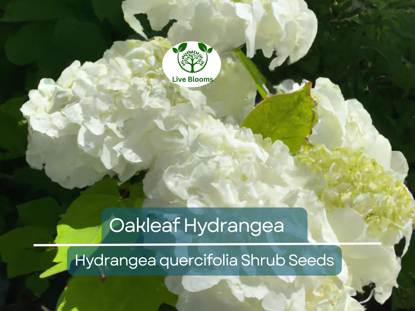 50 Oakleaf Hydrangea Seeds - White to Pink Flowers, Hardy Shrub for USDA Zones 5-9