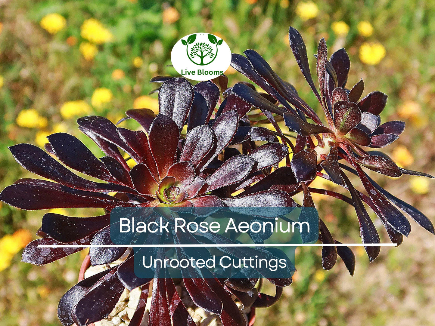 5 Black Rose Aeonium Arboreum Zwartkop Unrooted Cuttings 4-6" – Easy to Grow Unique Black Succulent