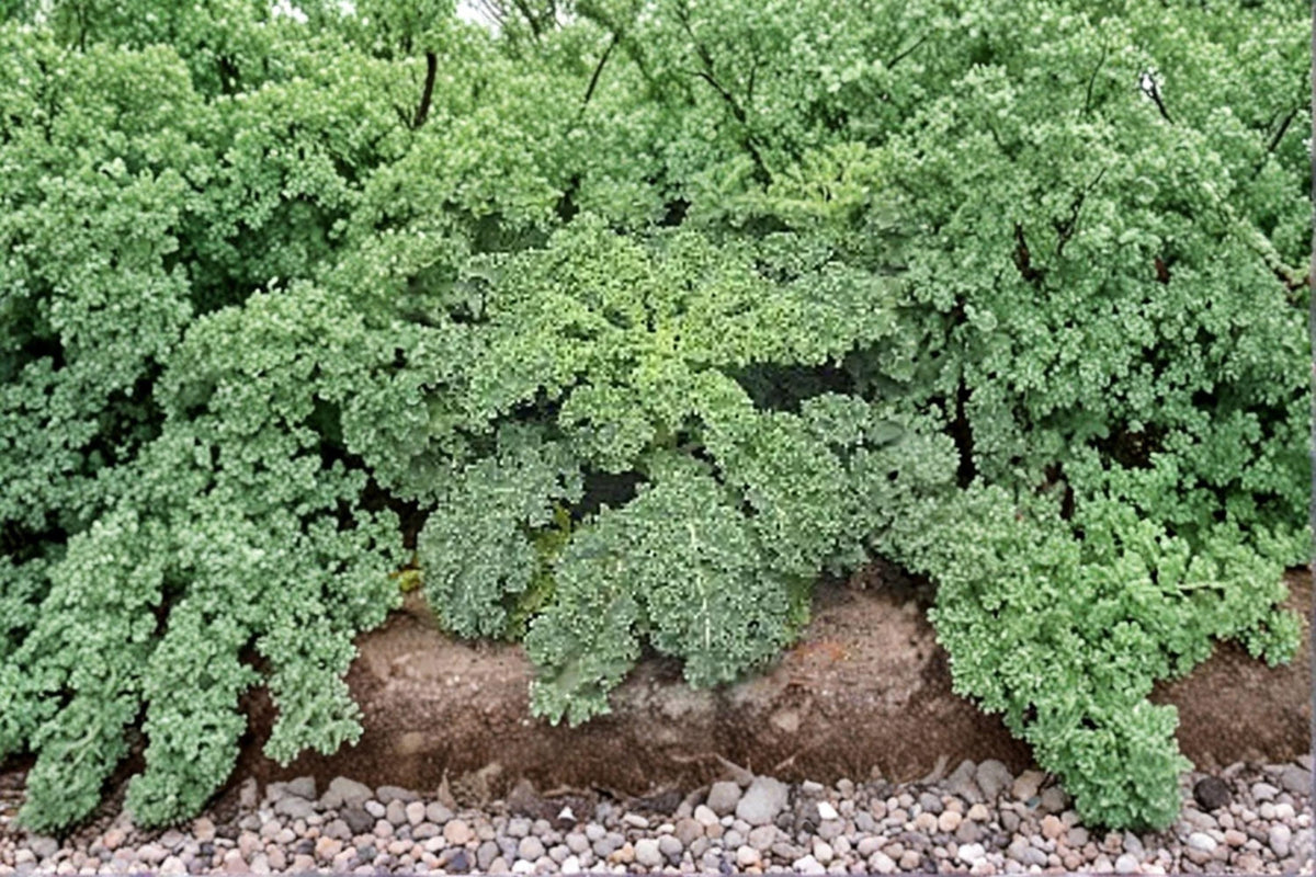 Dwarf Siberian Improved Kale Seeds - 250 Cold-Hardy Heirloom Seeds, Tender Flat Leaves, Brassica oleracea for Winter Gardens