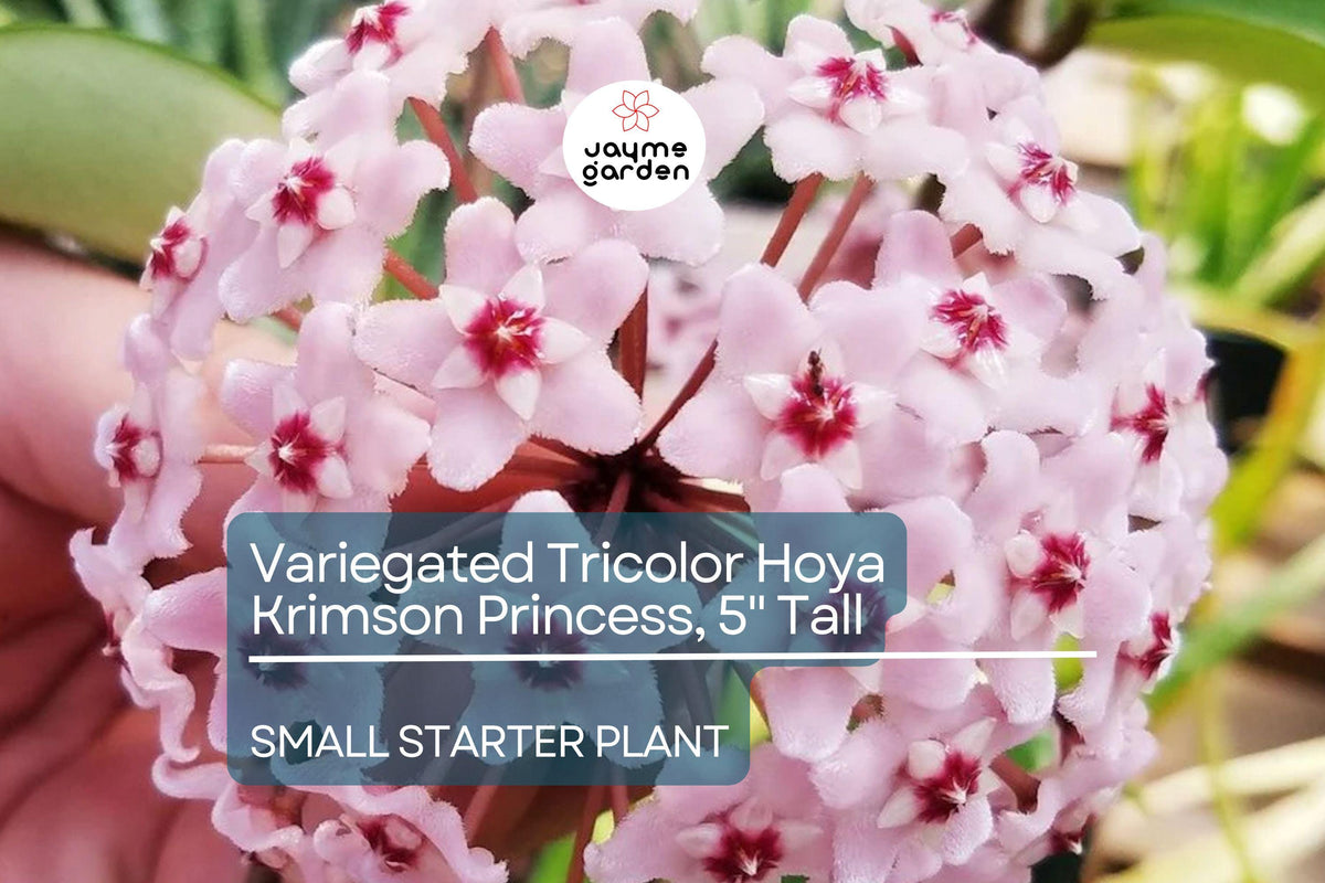 Hoya Carnosa Starter Plant - Variegated Tricolor Hoya Krimson Princess - Hoya carnosa - Easy Care Tropical Indoor Houseplant