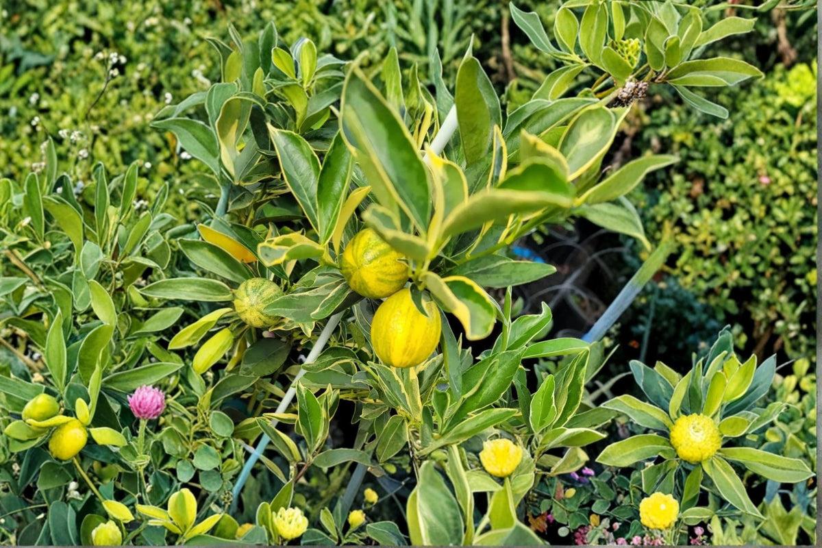 Centennial Variegated Kumquat Live Plant 8-12" Citrus japonica Variegated Citrus Tree with Colorful Fruit and Decorative Foliage