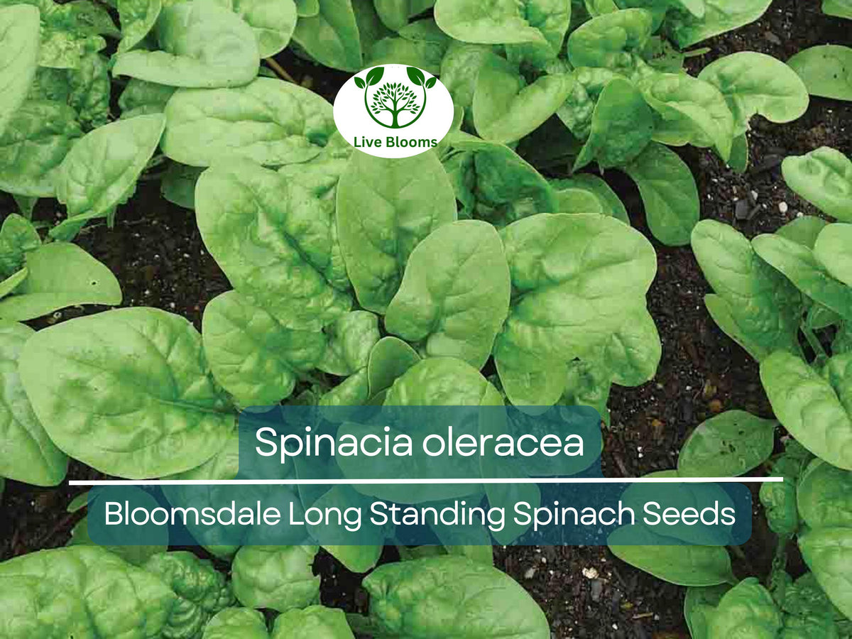 Bloomsdale Long Standing Spinach Seeds - 1 Gram Heirloom Spinacia oleracea for Planting & Gardening, Bolt-Resistant Variety